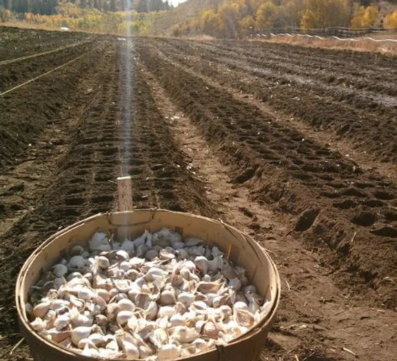 Organic Seed Garlic