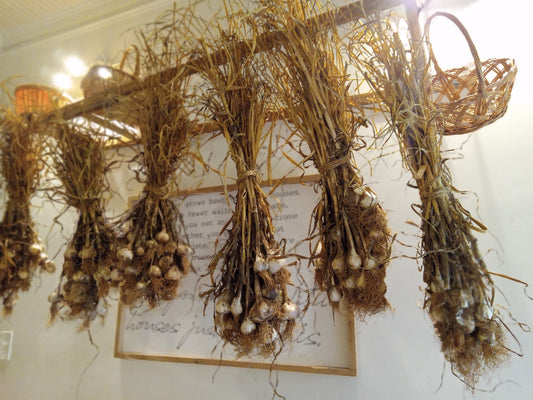 Growing Garlic for Flavor, Wellness, and Resilience
