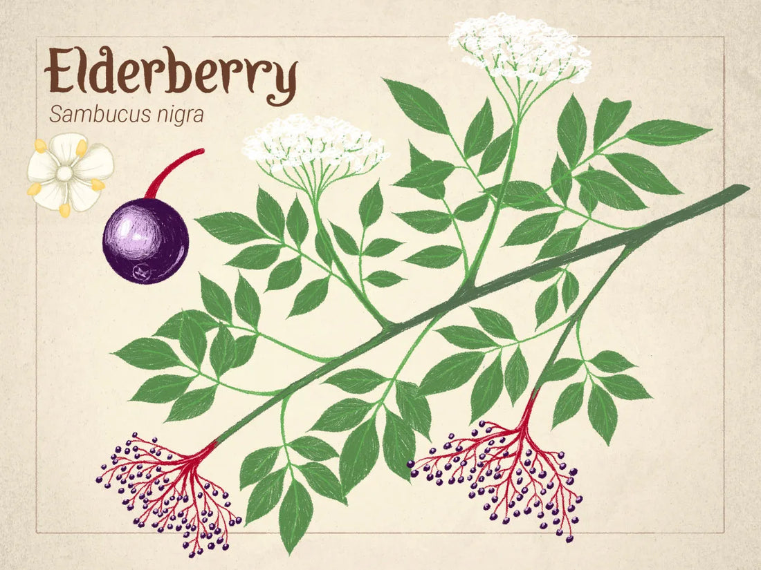 NGHS Elderberry Syrup Recipe