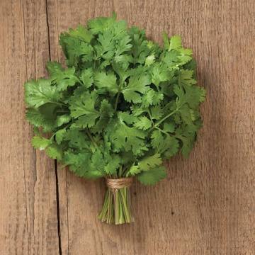 How One Packet Became a Patch: A Short Homestead Story About Cilantro