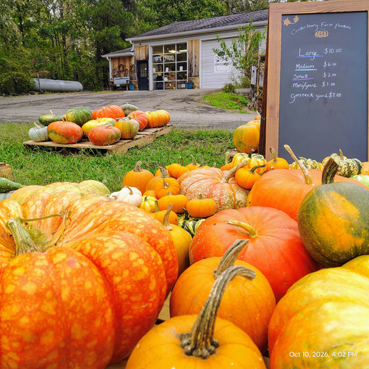Finding the Beauty of Fall at Home