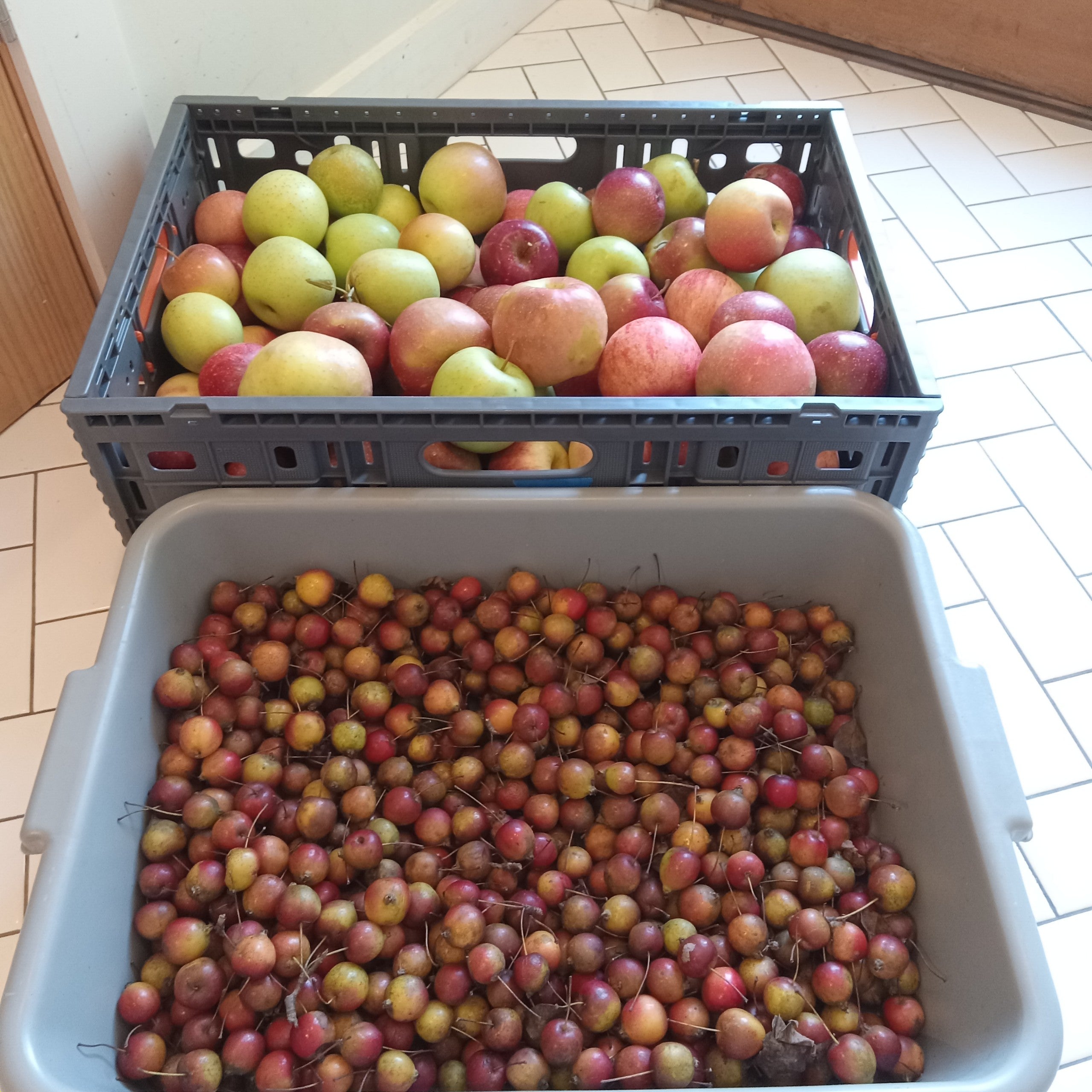 Apple Preservation 🍏🍎