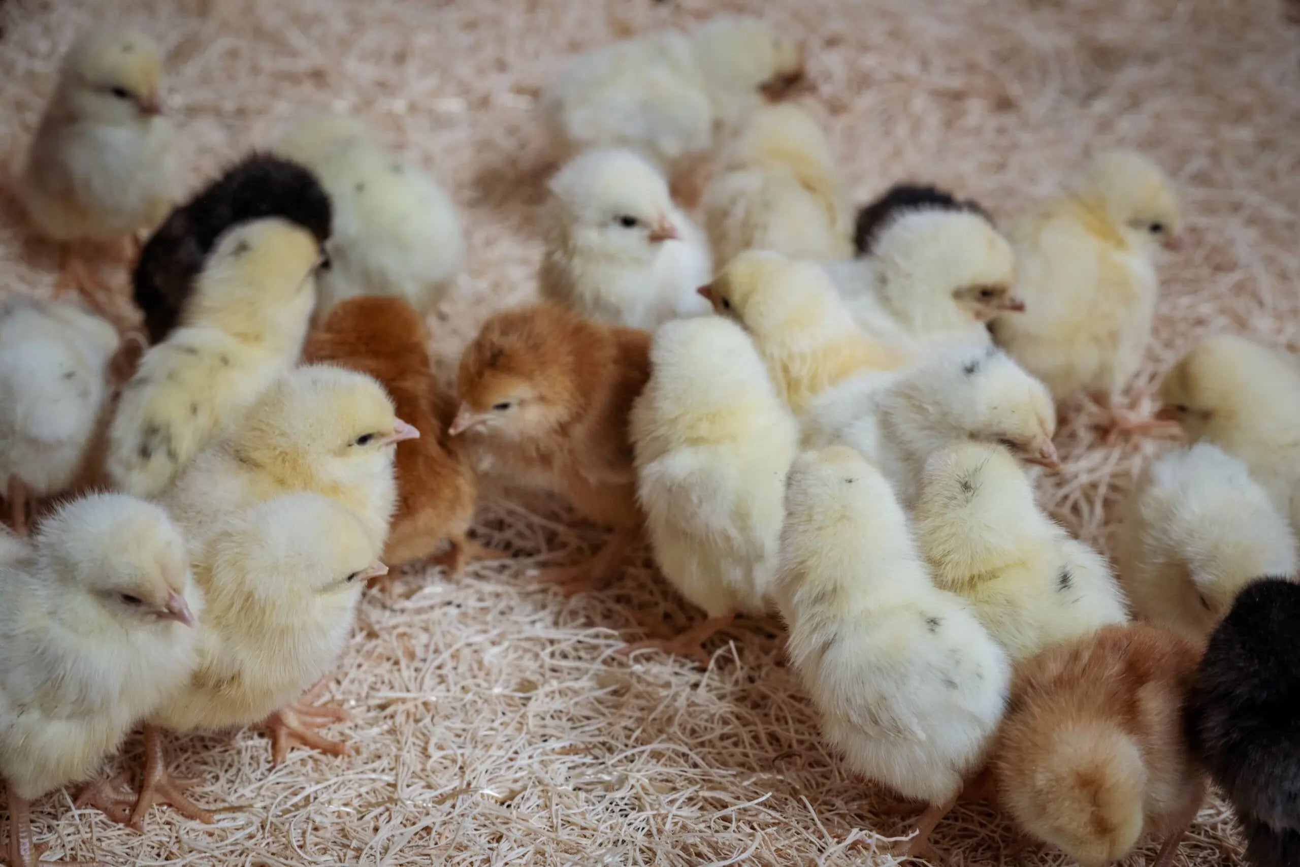 Day Old Chicks & Ducklings