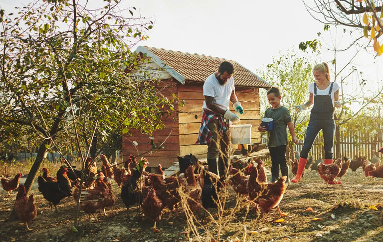 Organic & Non-GMO Poultry / Livestock Feed