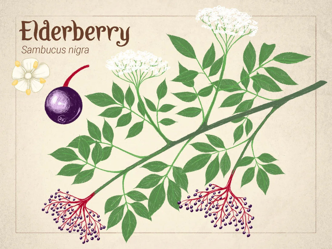 Illustration of elderberry plant with leaves, flowers, and berries on a beige background.