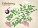 Illustration of elderberry plant with leaves, flowers, and berries on a beige background.