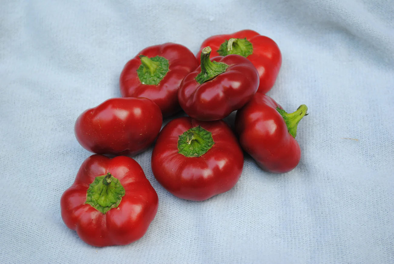 Southern Exposure Ashe County Pimento Sweet Pepper